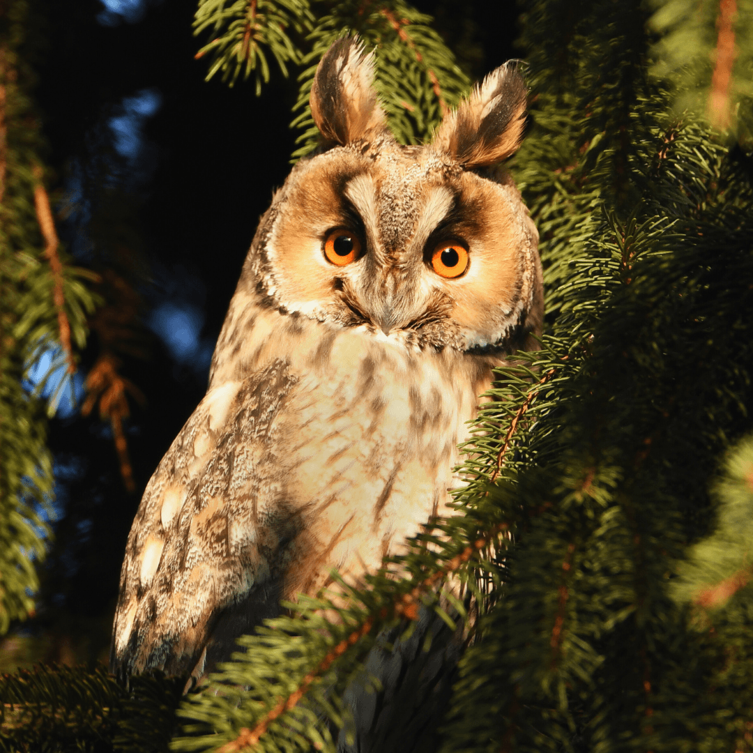 Long-eared Owl (Asio otus)