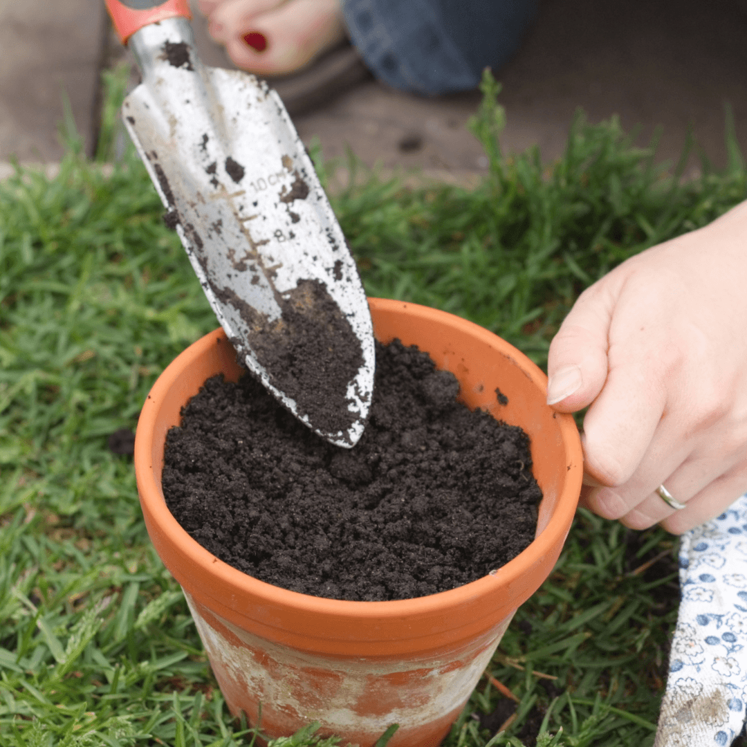 Select Potting Mix For Containers