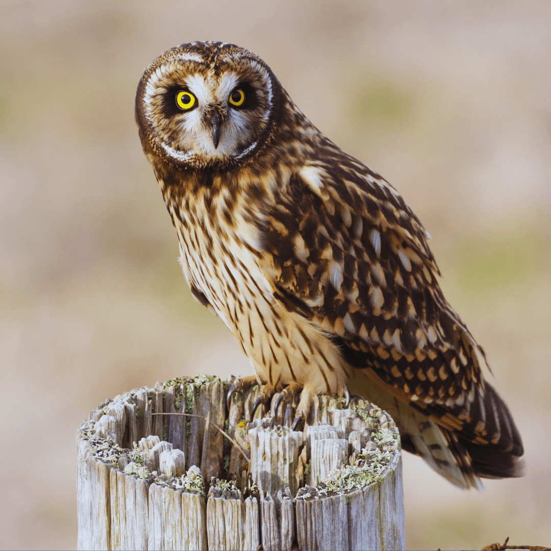 Short-Eared Owl (Asio flammeus)