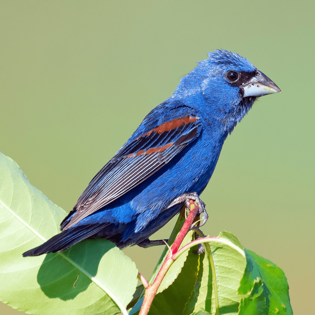 Blue Grosbeak (Passerina caerulea)