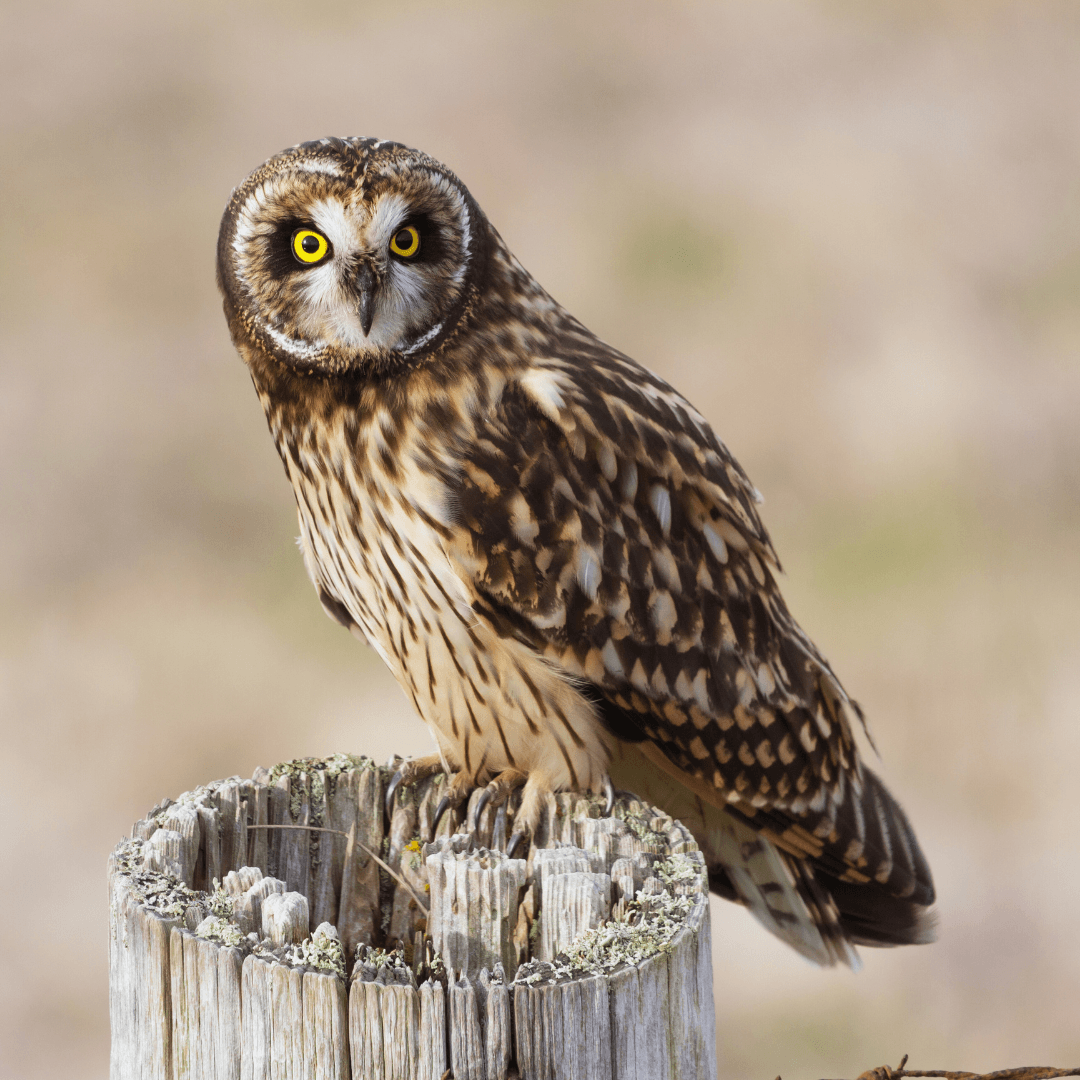 Short-eared Owl (Asio flammeus)