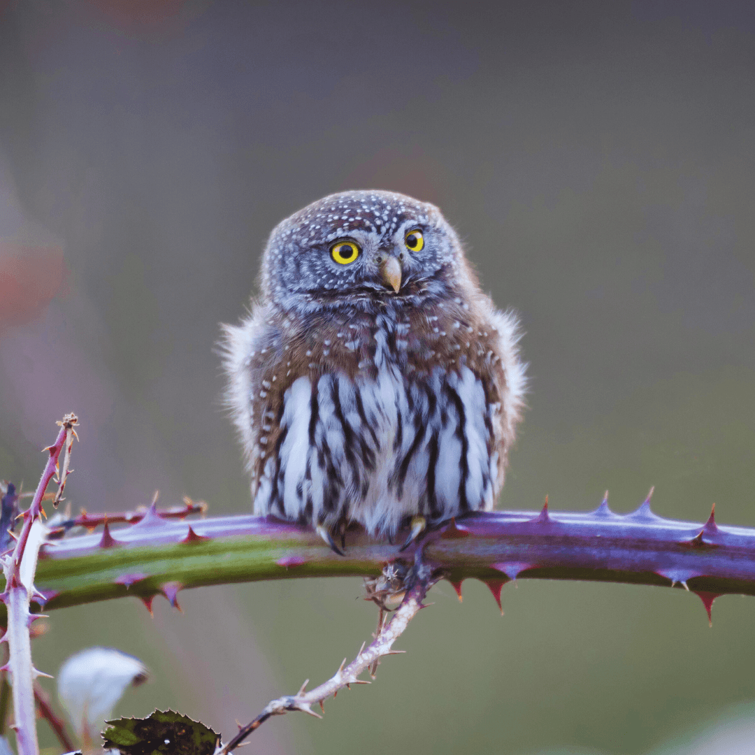 Northern Pygmy Owl (Glaucidium californicum)