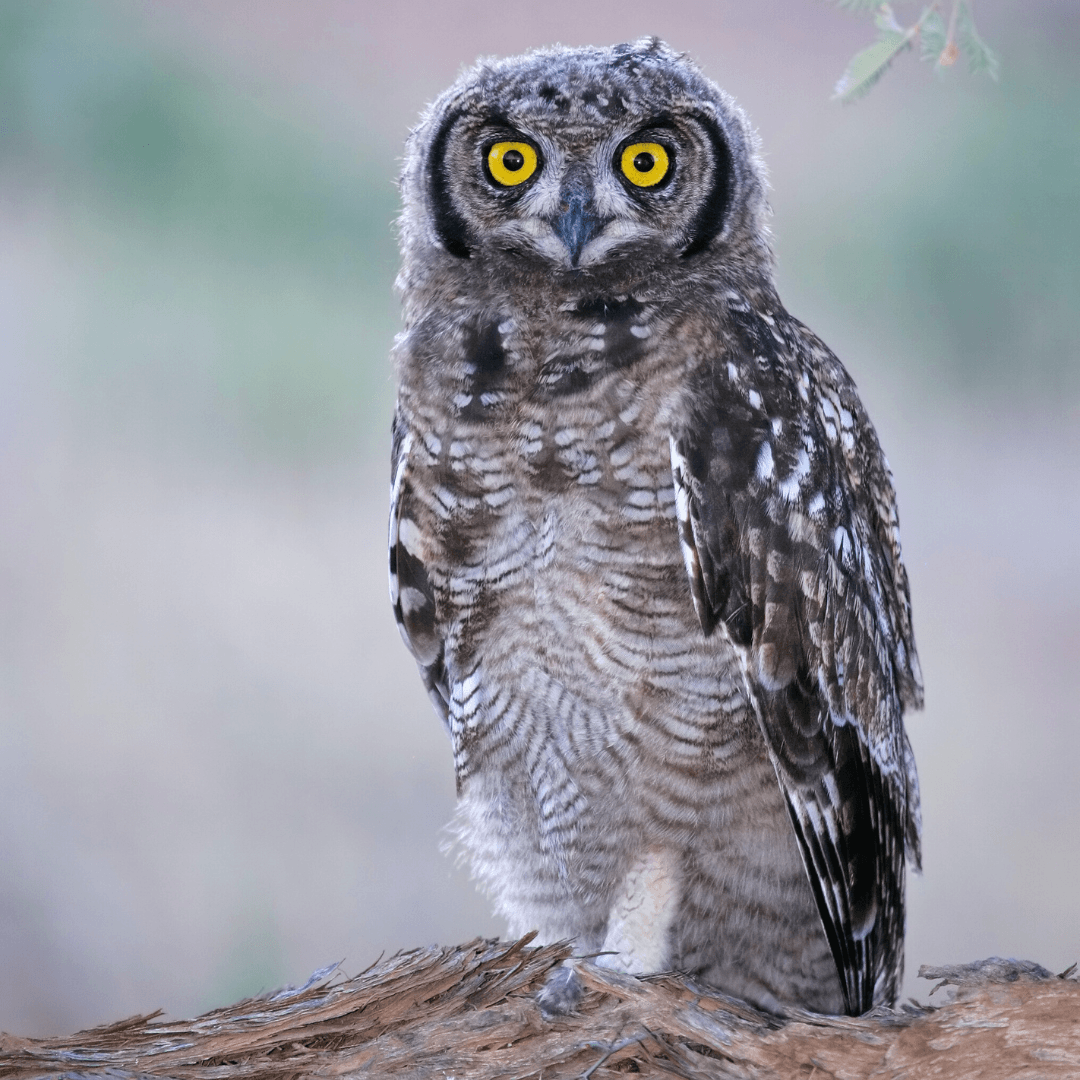 Spotted Owl (Strix occidentalis)