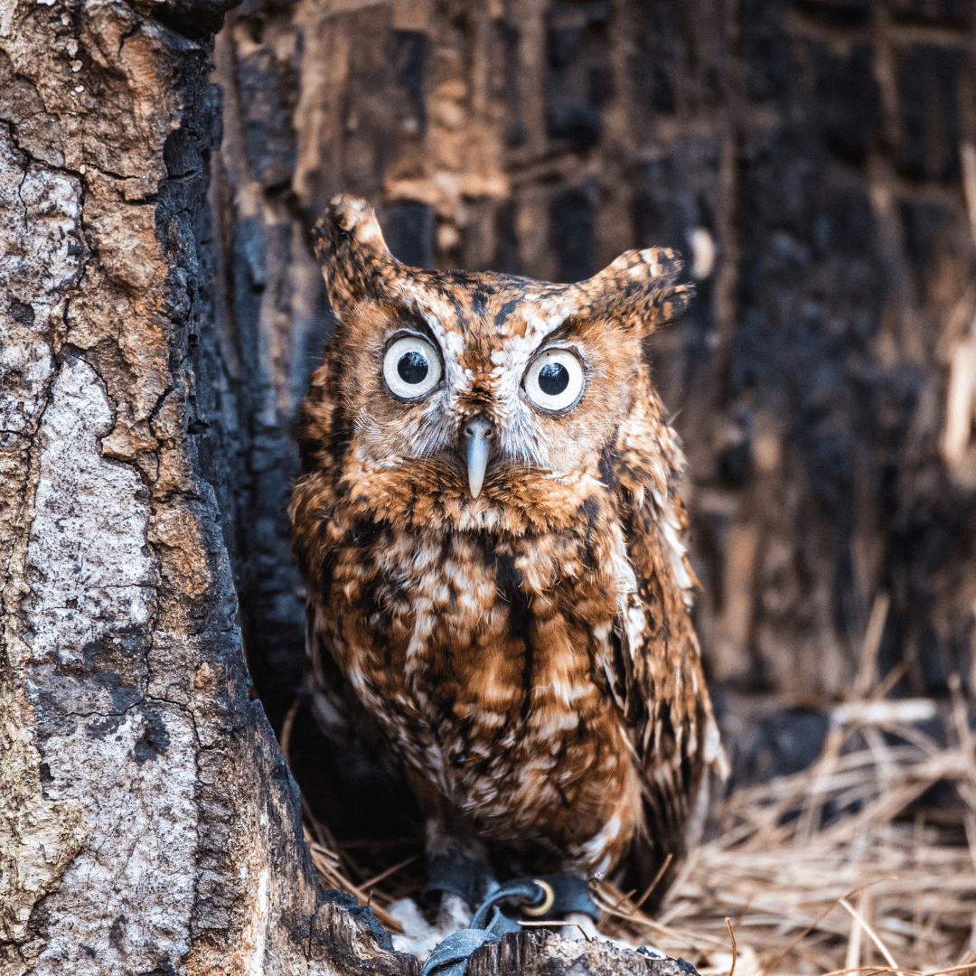 Whiskered Screech-Owl (Megascops trichiasis)