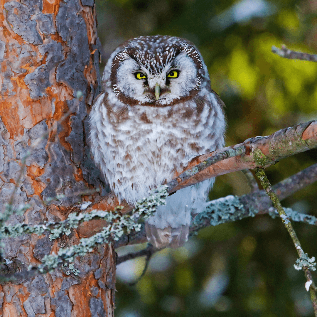 Boreal Owl (Aegolius funereus)