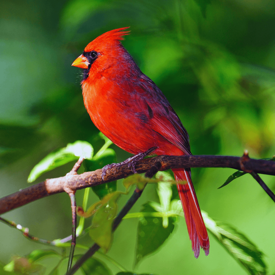 Northern Cardinal (Cardinalis cardinalis)