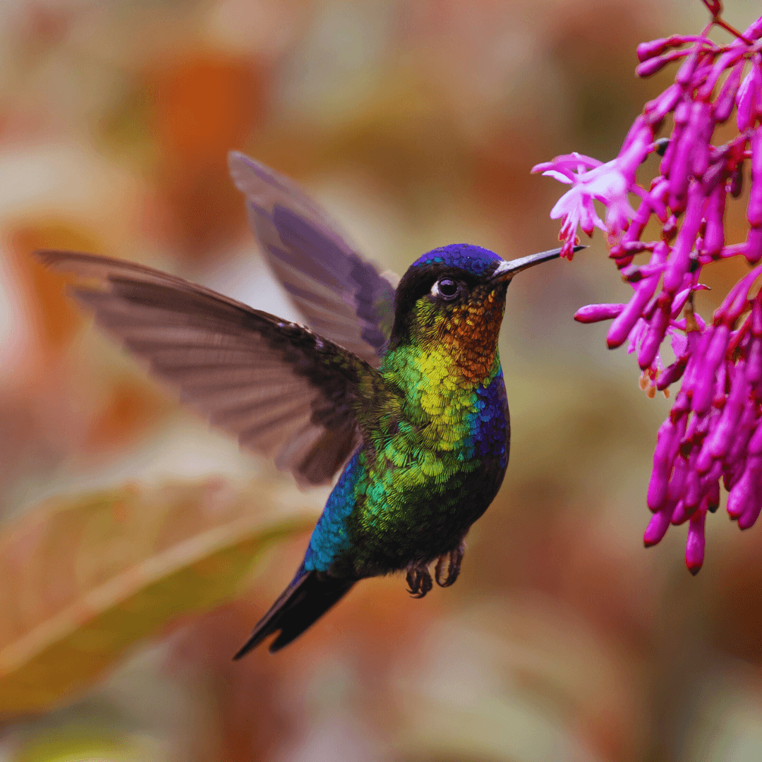 Smallest Birds