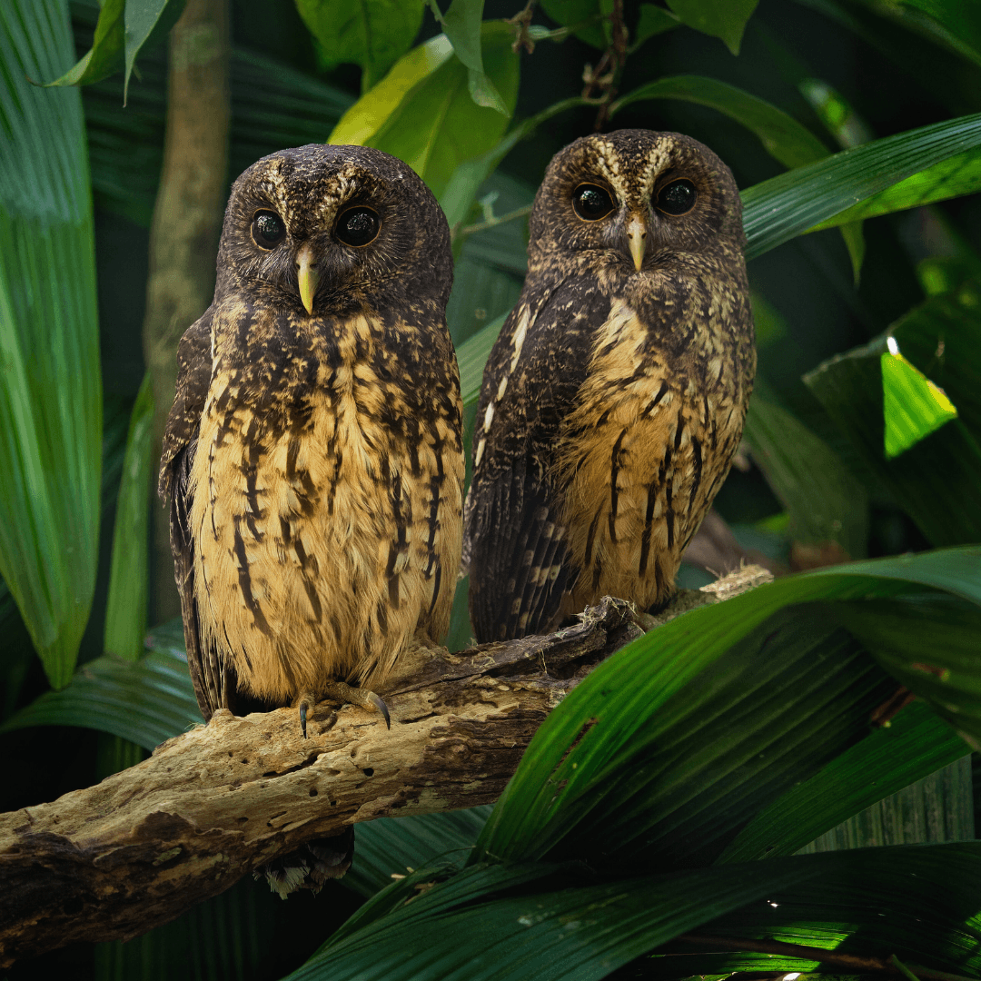 Mottled Owl (Ciccaba virgate)