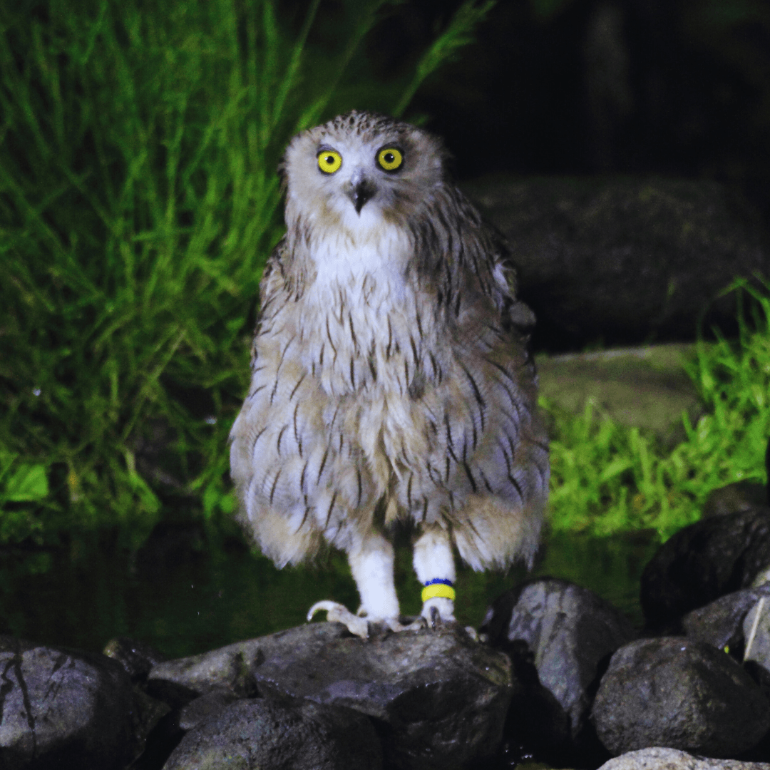 Blakiston's Fish Owl (Bubo blakiston)