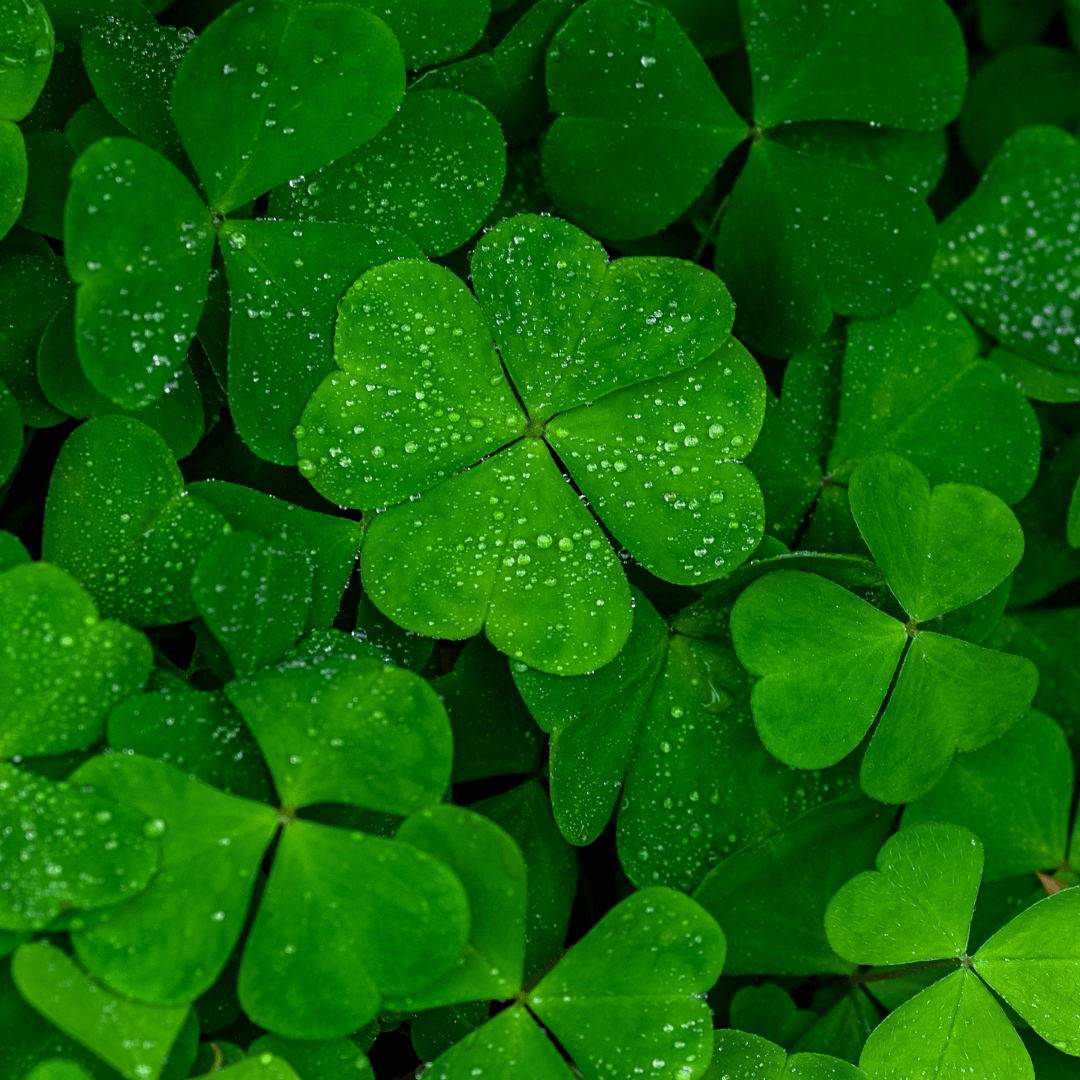 Clover