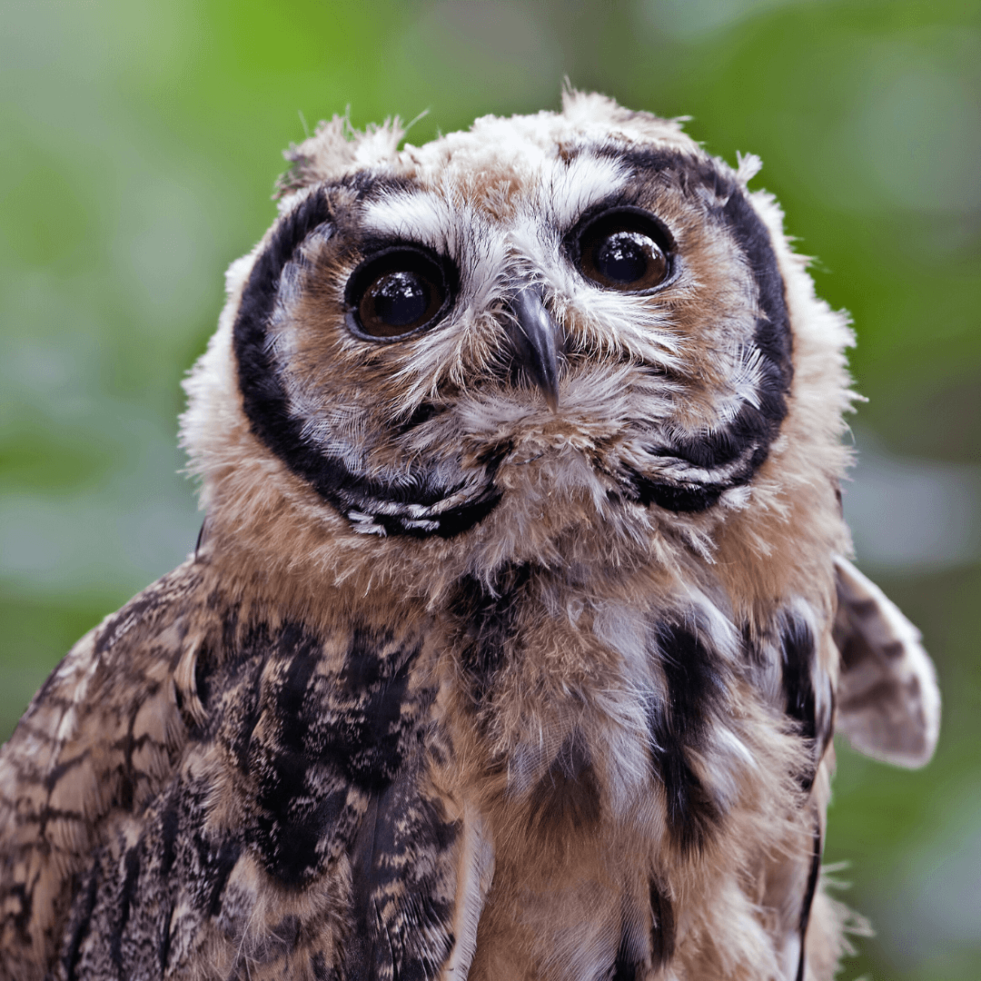 Striped Owl (Asio clamator)