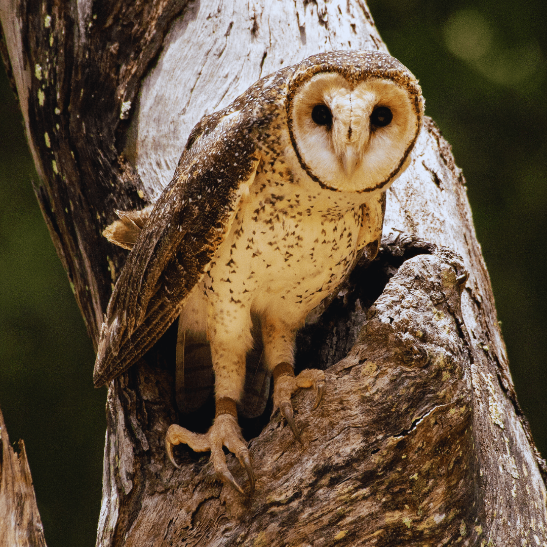 Australian Masked Owl (Tyto novaehollandiae)