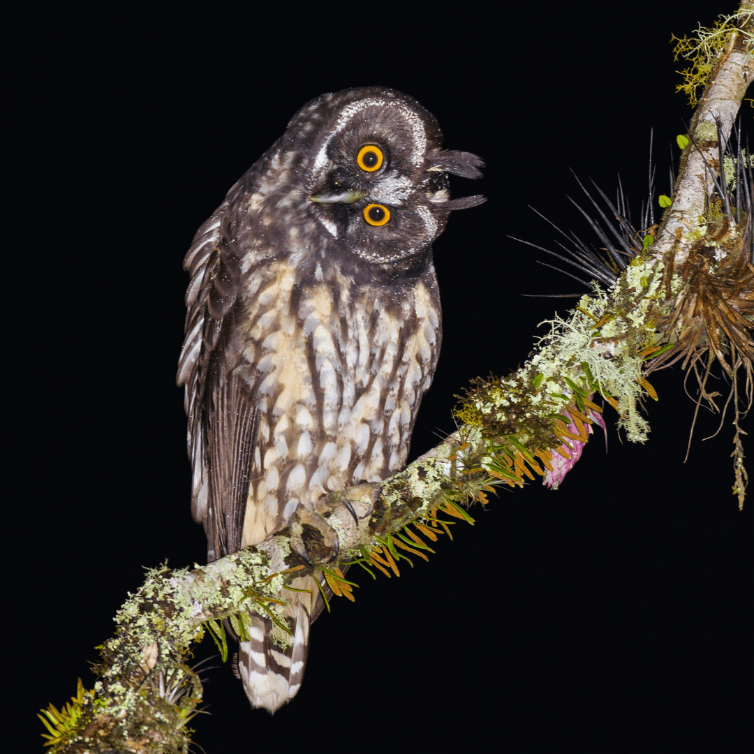 Stygian Owl (Asio stygius)