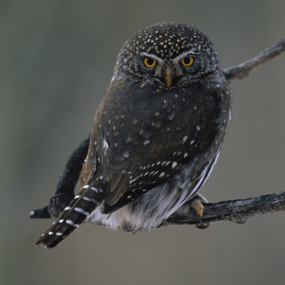 Northern Pygmy-Owl (Glaucidium gnome)