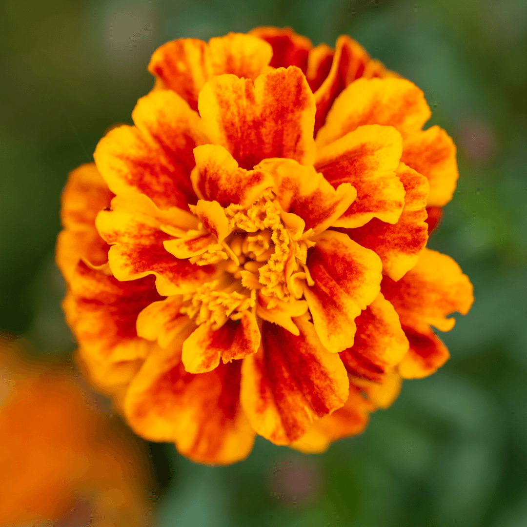 Marigolds