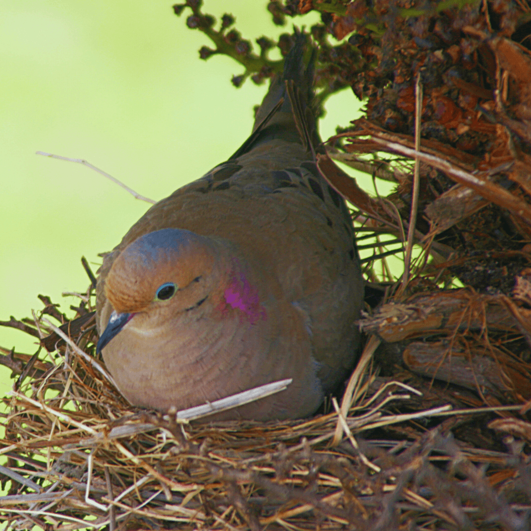 Avian Architects: The Marvels Of Mourning Dove Nests