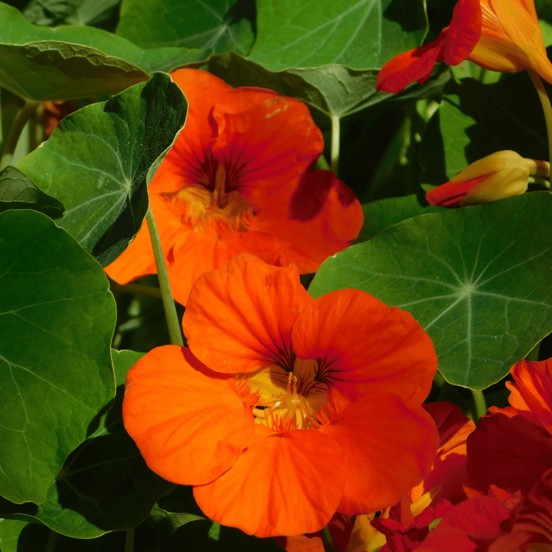 Nasturtiums