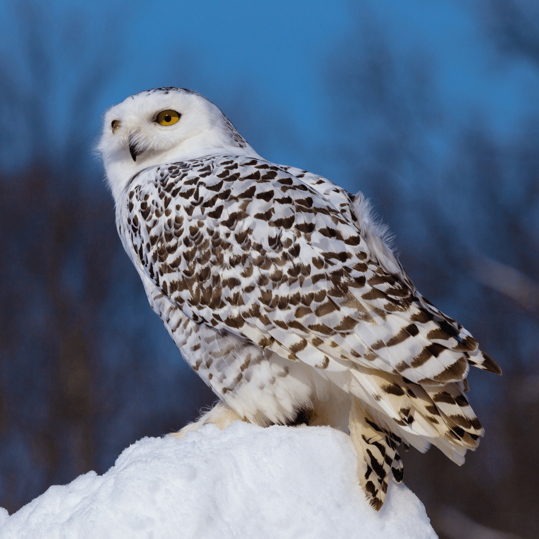 Snowy Owl (Bubo scandiacus)