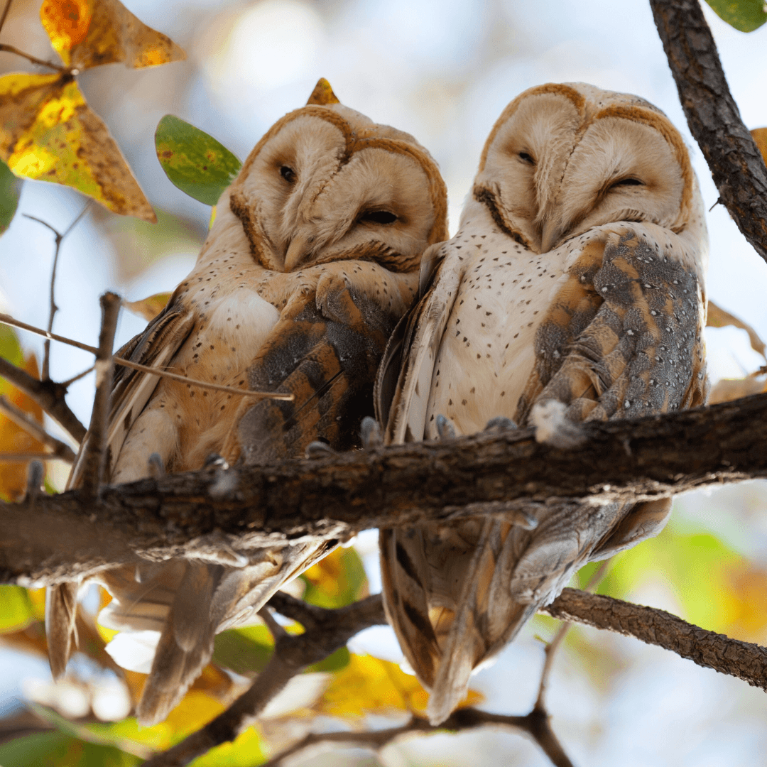 Barn Owl (Tyto alba)