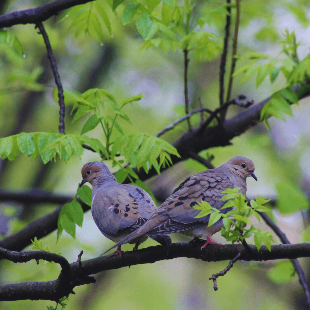 Feathered Blurs: The High-Speed Adventures Of Mourning Doves