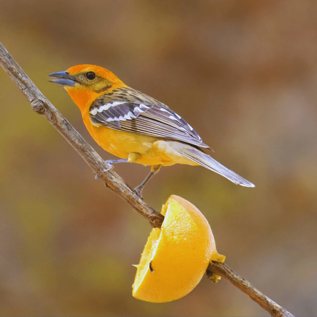 Flame-Colored Tanager (Piranga bidentata)