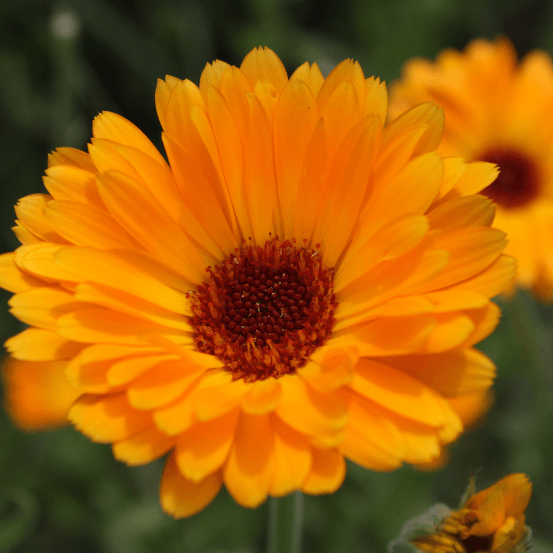 Calendula