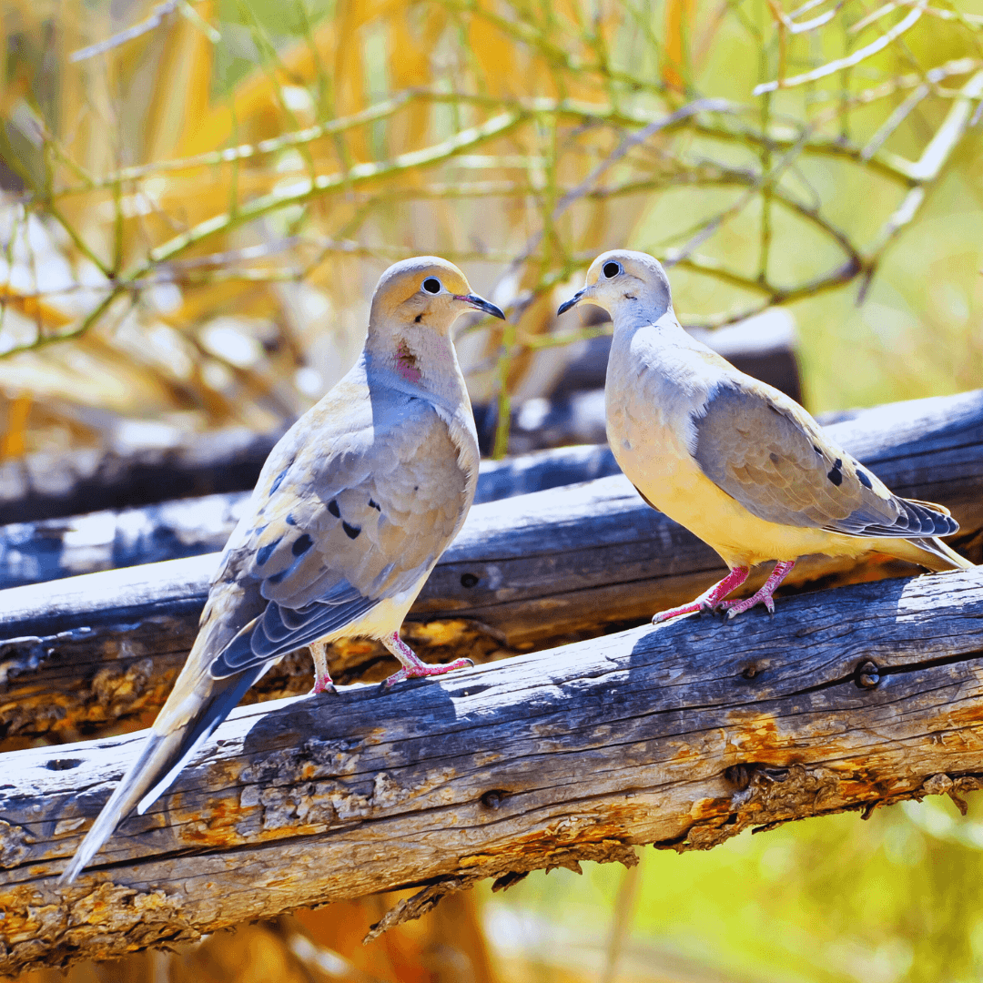Lovebirds Of The Sky: Mourning Doves And The Art Of Avian Romance