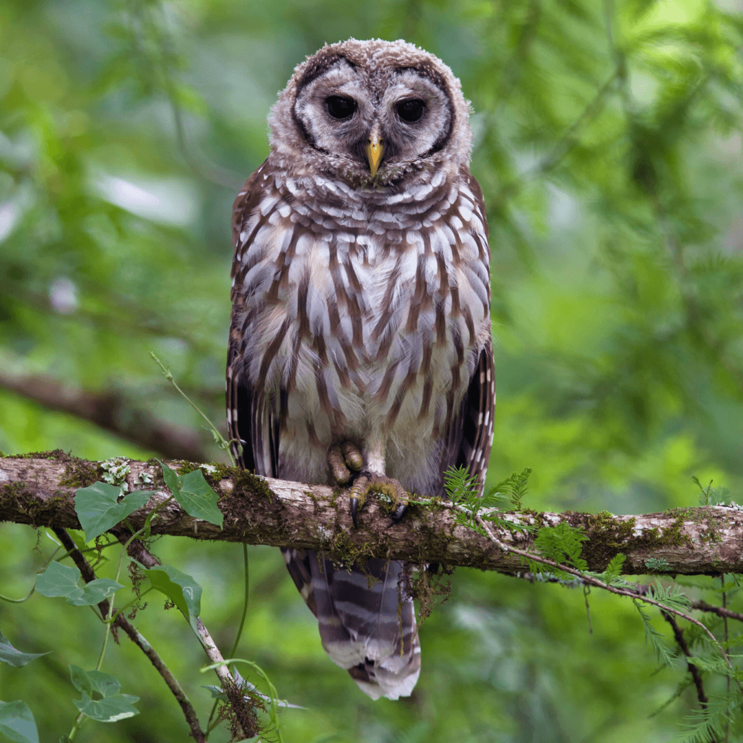 Barred Owl (Strix varia)