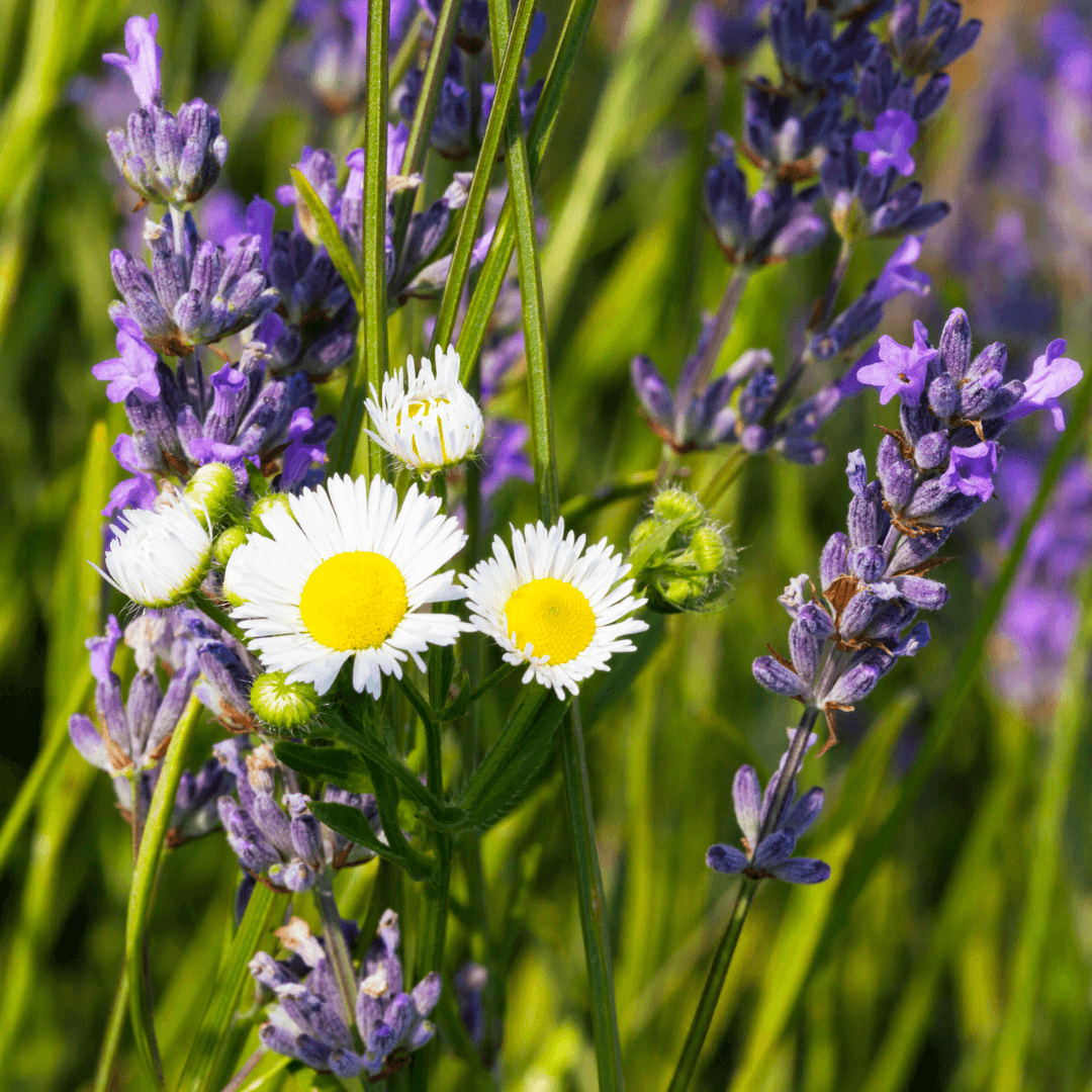 Chamomile