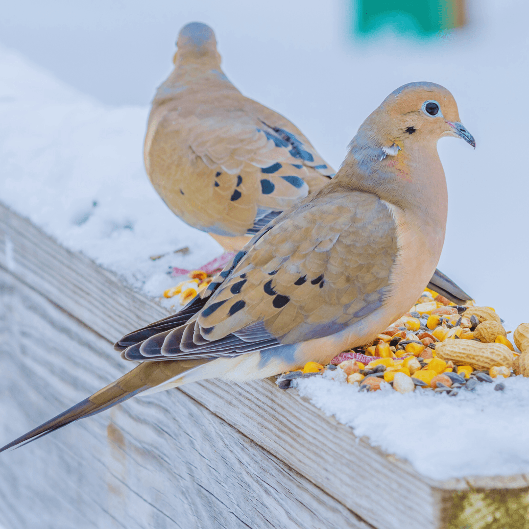 The Seed Sowers: Mourning Doves And The Greening Of The Earth