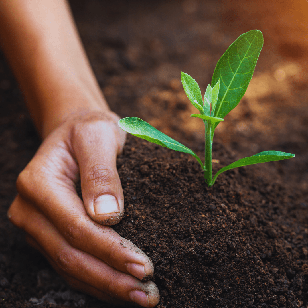 Assess Soil Moisture And Fertility