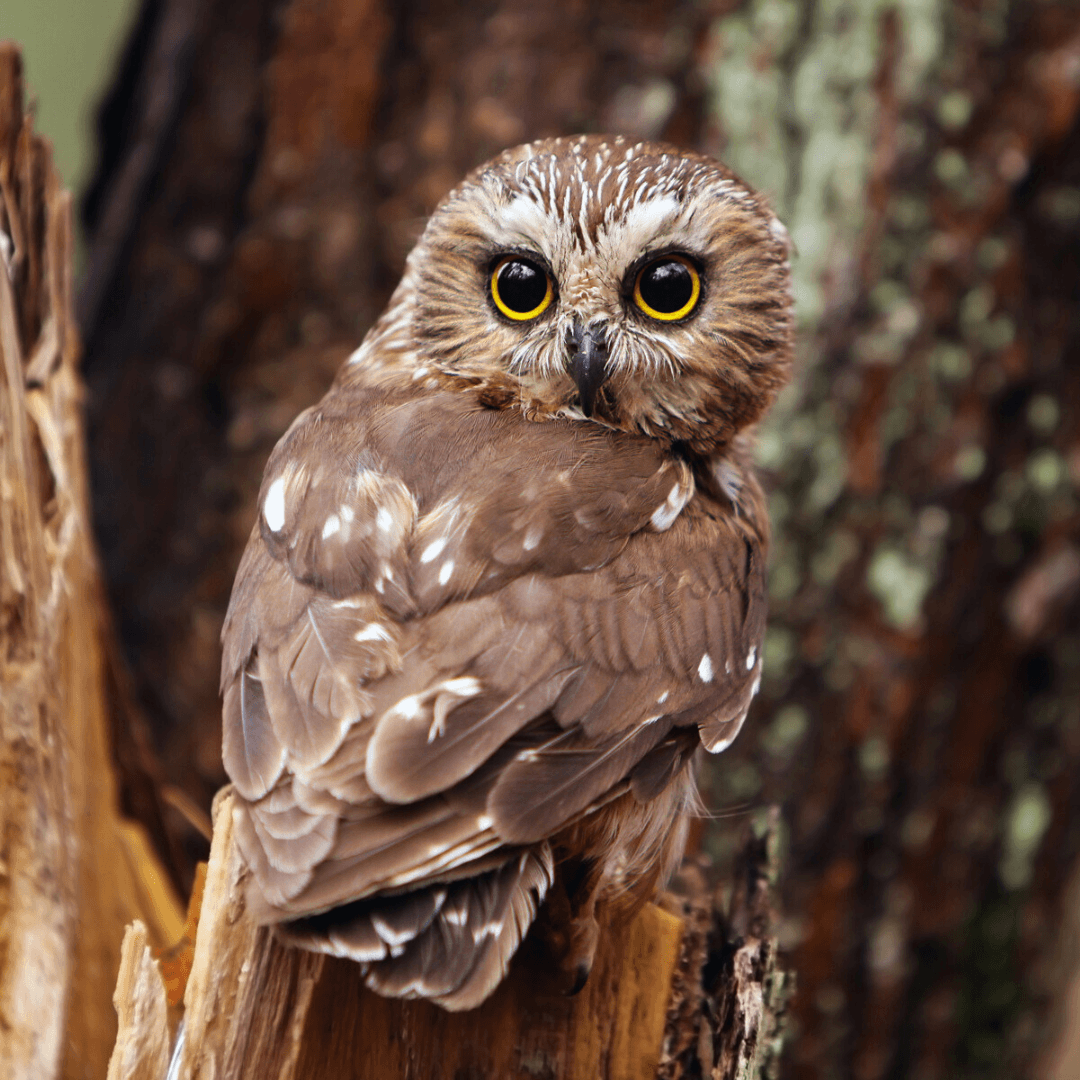 Northern Saw-whet Owl (Aegolius acadicus)