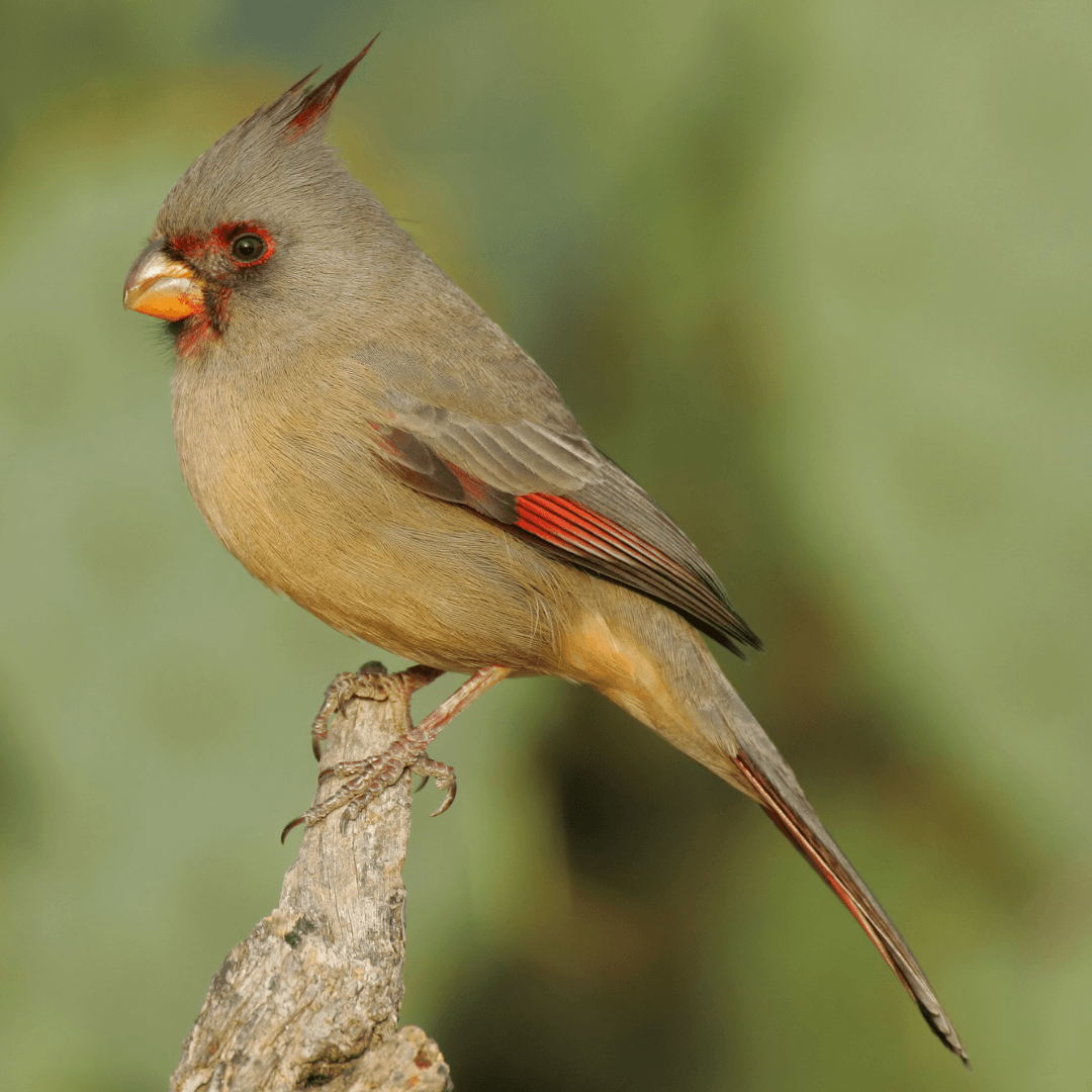 Pyrrhuloxia (Cardinalis sinuatus)