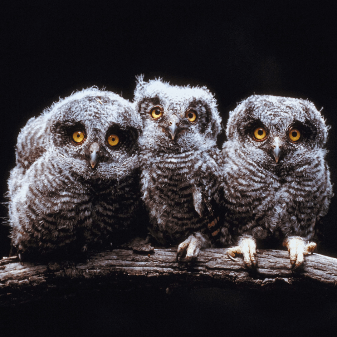 Elf Owl (Micrathene whitney)