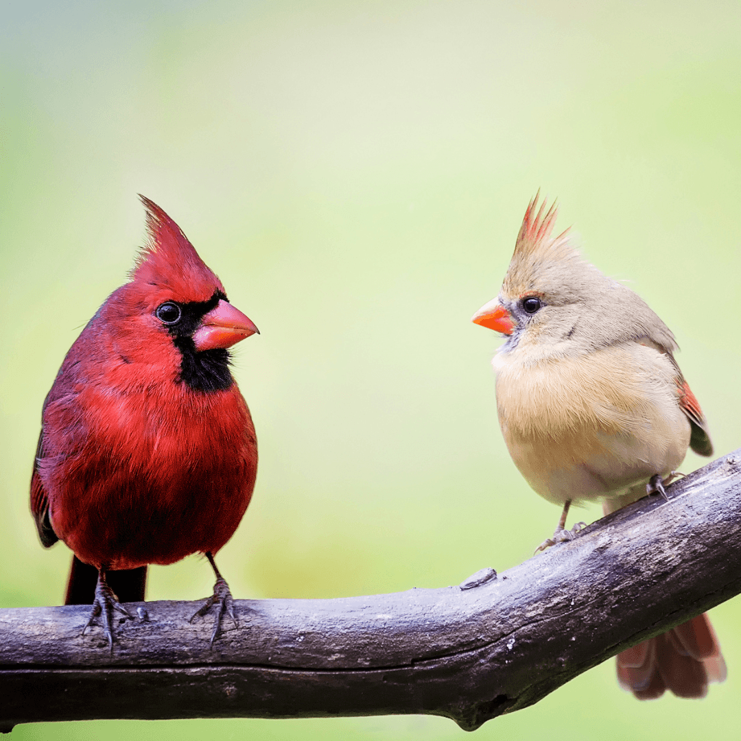 Vermilion Cardinal (Cardinalis phoeniceus)