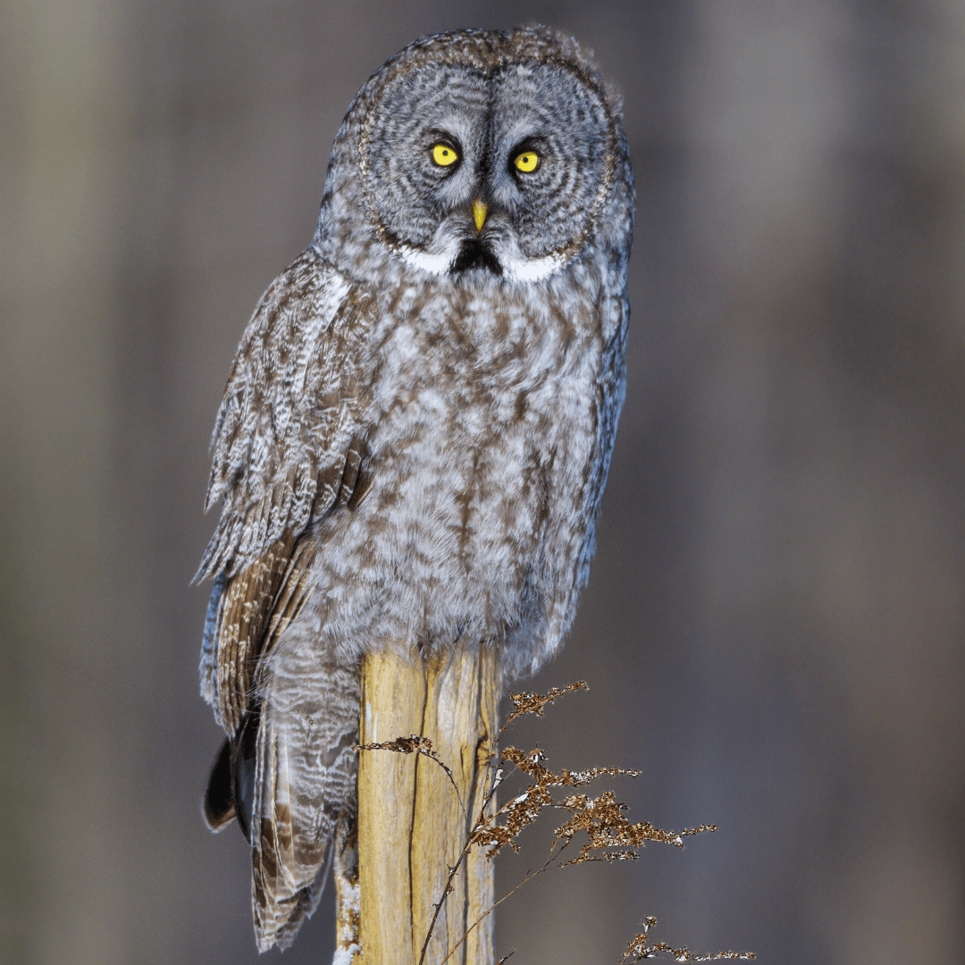 Great Gray Owl (Strix nebulosa)