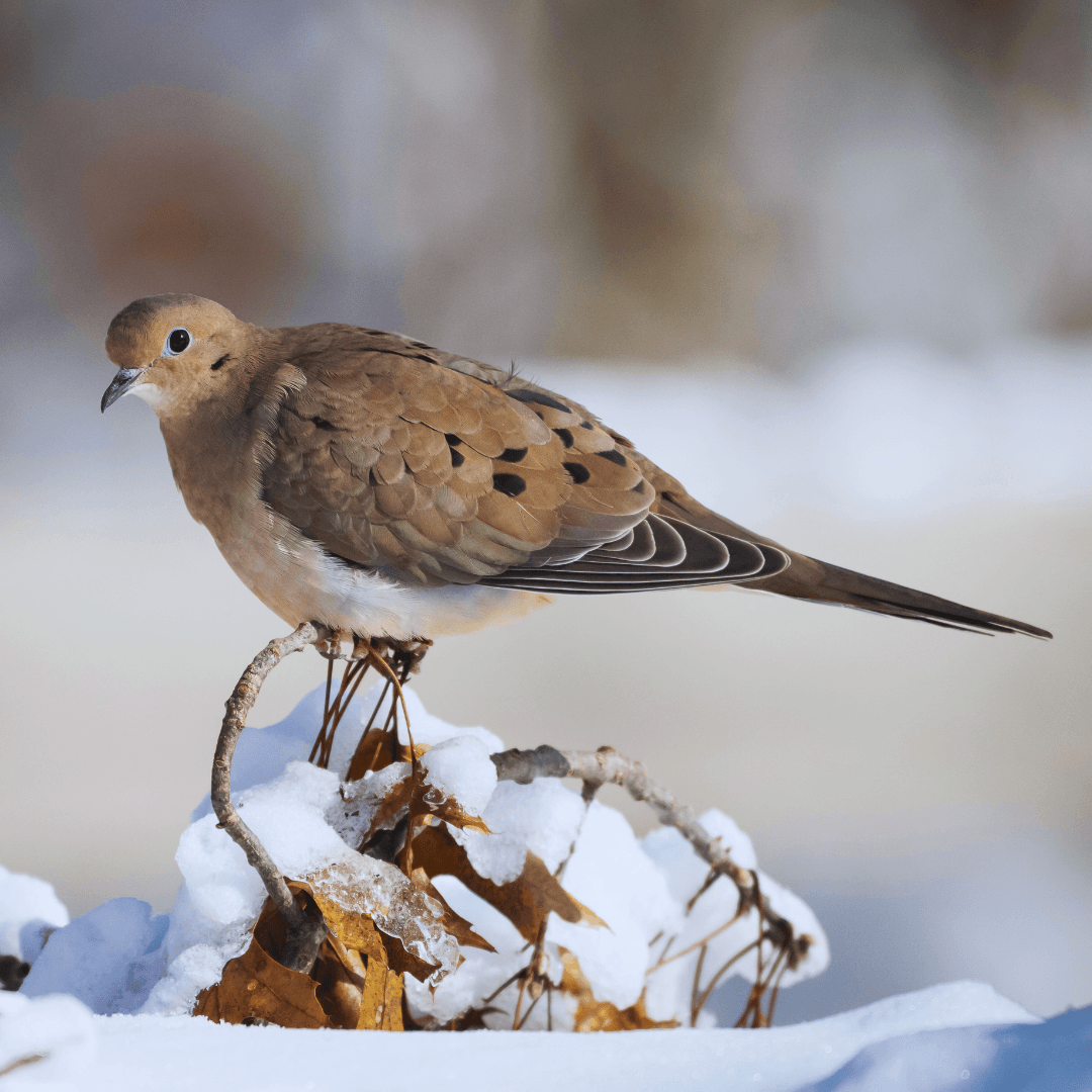 Guardians Of Tranquility: Mourning Doves And The Silent Watch