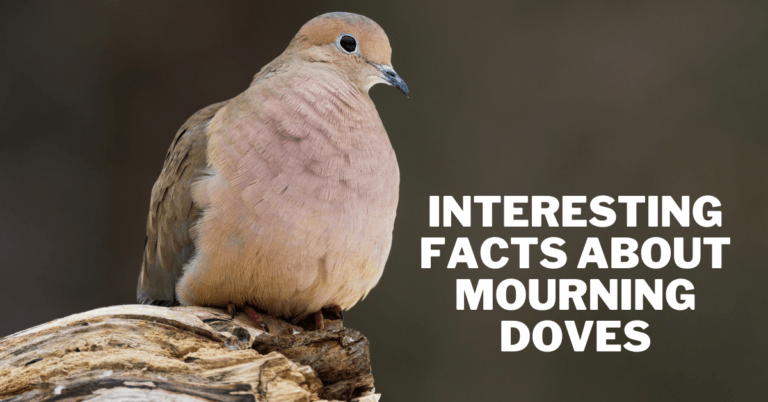 Interesting Facts About Mourning Doves