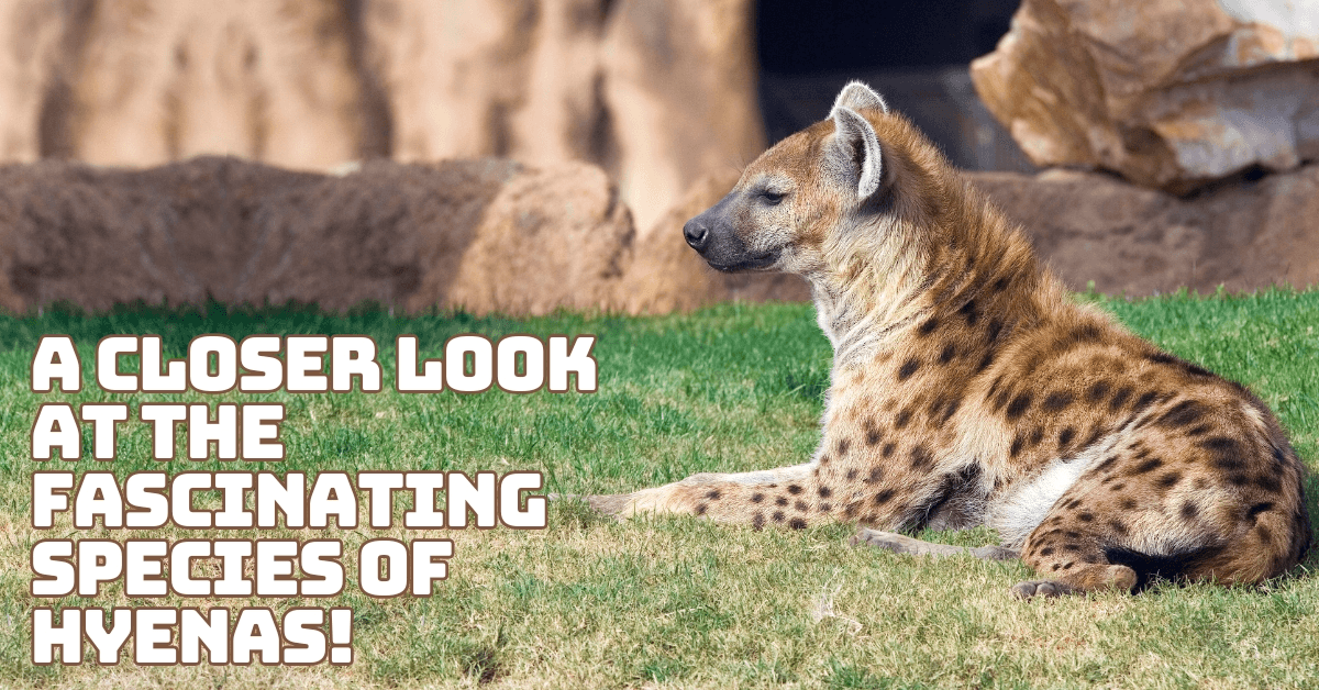 A Closer Look At The Fascinating Species Of Hyenas