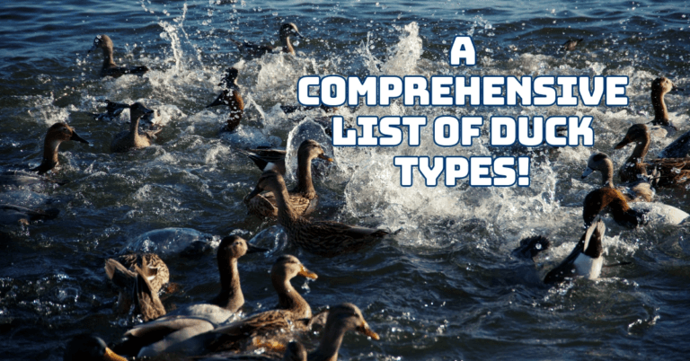 A Comprehensive List Of Duck Types