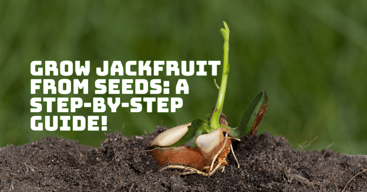 Best Ways To Grow Jackfruit From Seeds: A Step-By-Step Guide