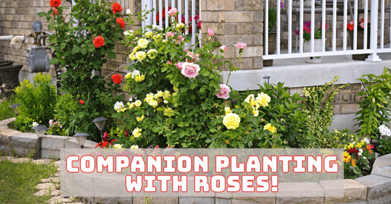 Companion Planting With Roses