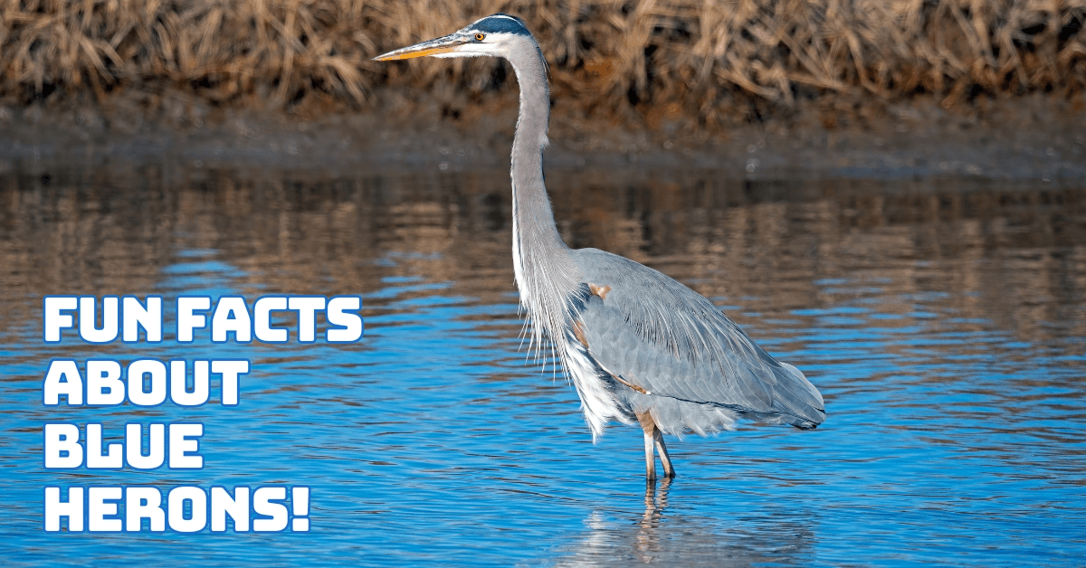 Fun Facts About Blue Herons