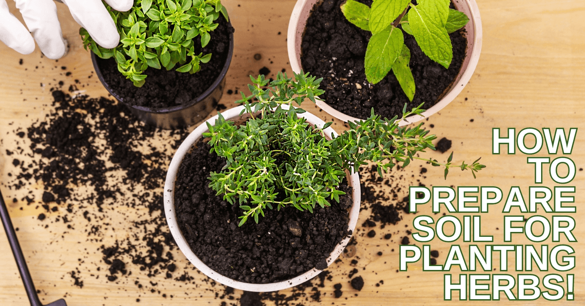 How To Prepare Soil For Planting Herbs