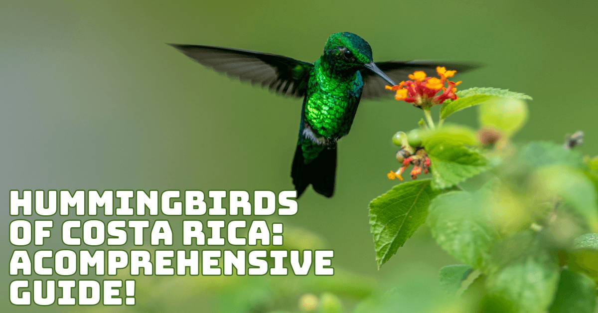 Hummingbirds Of Costa Rica: A Comprehensive Guide