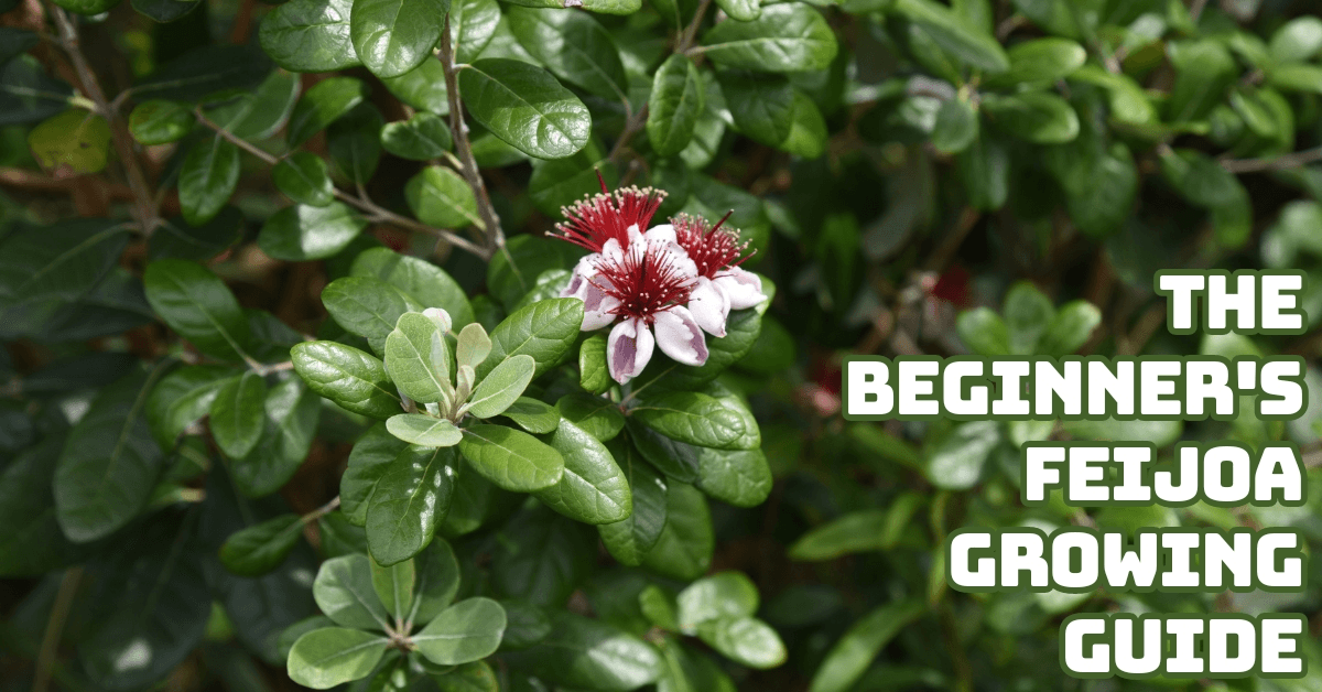 The Beginner's Feijoa Growing Guide