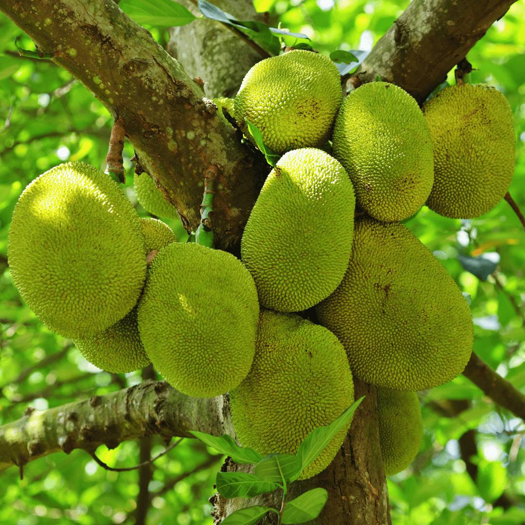 Harvesting Jackfruit