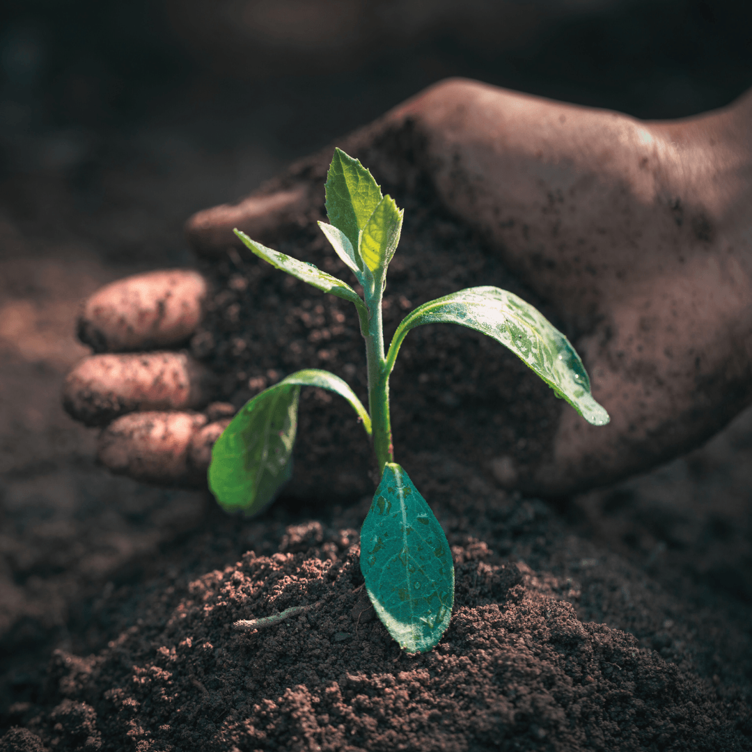 Planting A Feijoa Tree