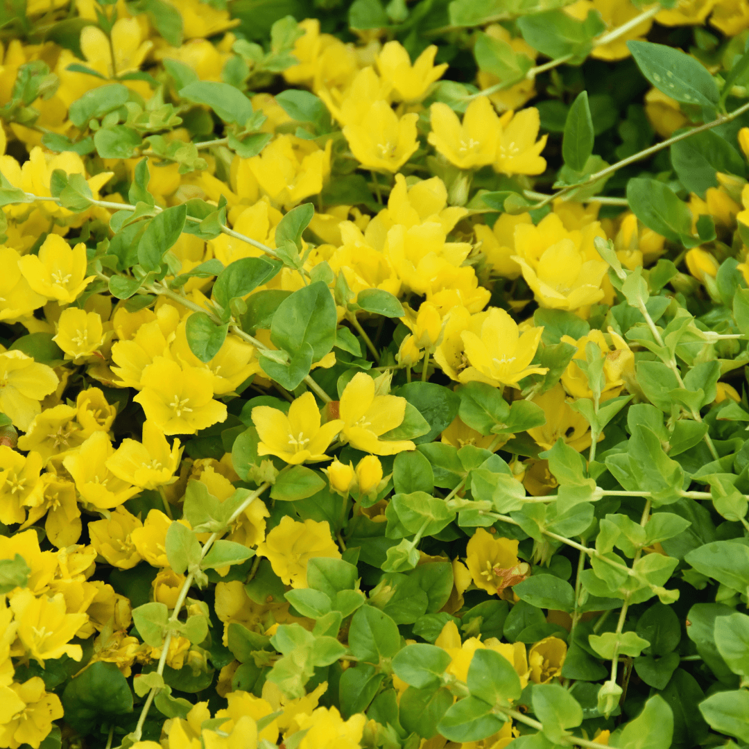 Creeping Jenny (Lysimachia nummularia)