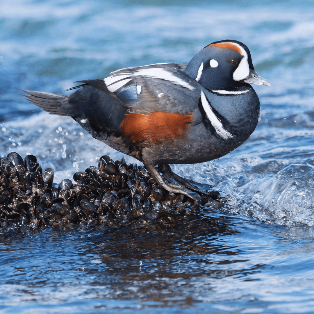 Harlequin Duck (Histrionicus histrionicus)